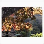 嵐山天龍寺の紅葉_2024年 ...