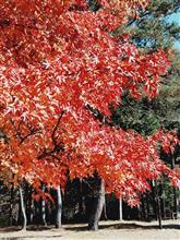 紅葉ドライブ　銀山平