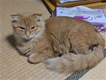 投げ銭ならぬ、投げちゅ〜る？を頂くトラコ。