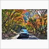 三河エリアへの紅葉ドライブ＆ ...
