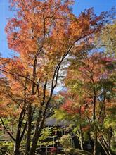 紅葉巡り