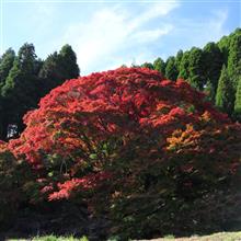 平野の大紅葉