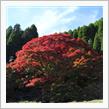 平野の大紅葉