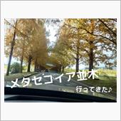 憧れのメタセコイア並木♪