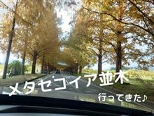 憧れのメタセコイア並木♪