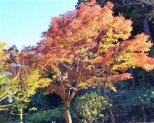 もみじ谷　-偕楽園-