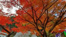 篠山・丹波・西脇の紅葉めぐりしました🚗