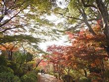 お小遣いが減額され、お金が無くなったので紅葉見物は地元の里山にしておきました。(&#180;Д｀)