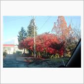 2024年の紅葉もラスト
