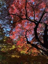 新宿御苑の紅葉🍁