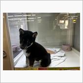 新しい家族をお迎えしました。