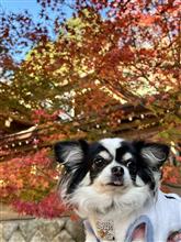 太宰府で紅葉　海岸の洞窟