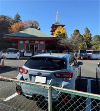 🚙紅葉狩りならぬイチョウ狩り（東京三多摩地区）ドライブ💨