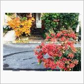 自宅でも紅葉が見れる場所