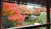 坂本の紅葉