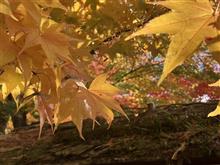 紅葉を求めて（R6秋）