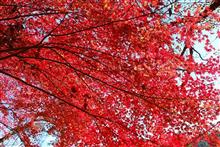 MINIで紅葉どらいぶ、花貫渓谷