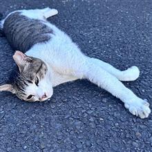 野猫と人見知りの翁