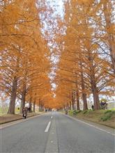 メタセコイヤ並木へ行く🍁