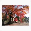 山梨　猿橋の紅葉が綺麗でした！
