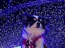 クリスマスマーケット、ワンフェス