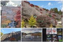 秋のお散歩⑦