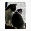 落ち葉を見つめるねこ…🐈