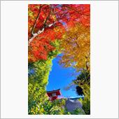 東京秋散歩/上野公園の紅葉を ...