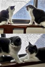 語り合うねこ…🐈