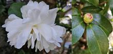 白い山茶花、つぼみは赤い🌸