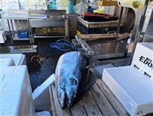 松戸南部市場で🎍正月用🐟マグロを購入❗