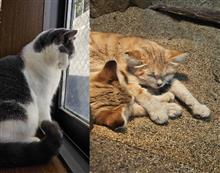 スナネコにあってきました🐈…