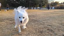 2025年   紬 初走り dog run‼️
