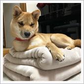 復活。しかし調整中。