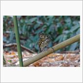 マイフィールド公園の野鳥達