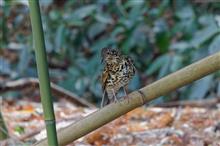 マイフィールド公園の野鳥達