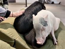 動物とふれあってきました🐷 