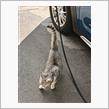 ご近所猫が遊びにやって来た😽