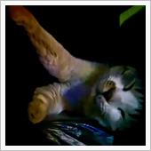 小猫ちゃんと1夜明かしたら｡ ...