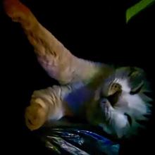 小猫ちゃんと1夜明かしたら｡｡｡