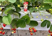 🍓いちご狩り…