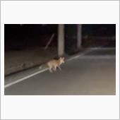 埼玉熊谷付近キツネ
