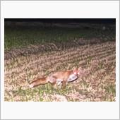 キツネの住む街埼玉熊谷。駅周 ...