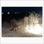 キツネ居た。埼玉深谷警察署付近