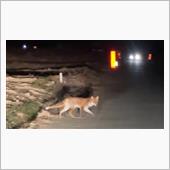 キツネがお見送り？100キロ ...