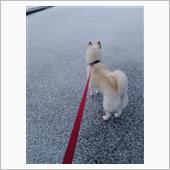 雪が降ったよ〜🐕️2/8（ ...