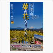 吾妻山菜の花ウォッチング