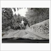 降雪による竹の曲がりを避けて ...