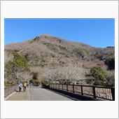 定点観察、待ち遠しい梅開花の頃