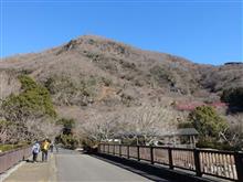 定点観察、待ち遠しい梅開花の頃